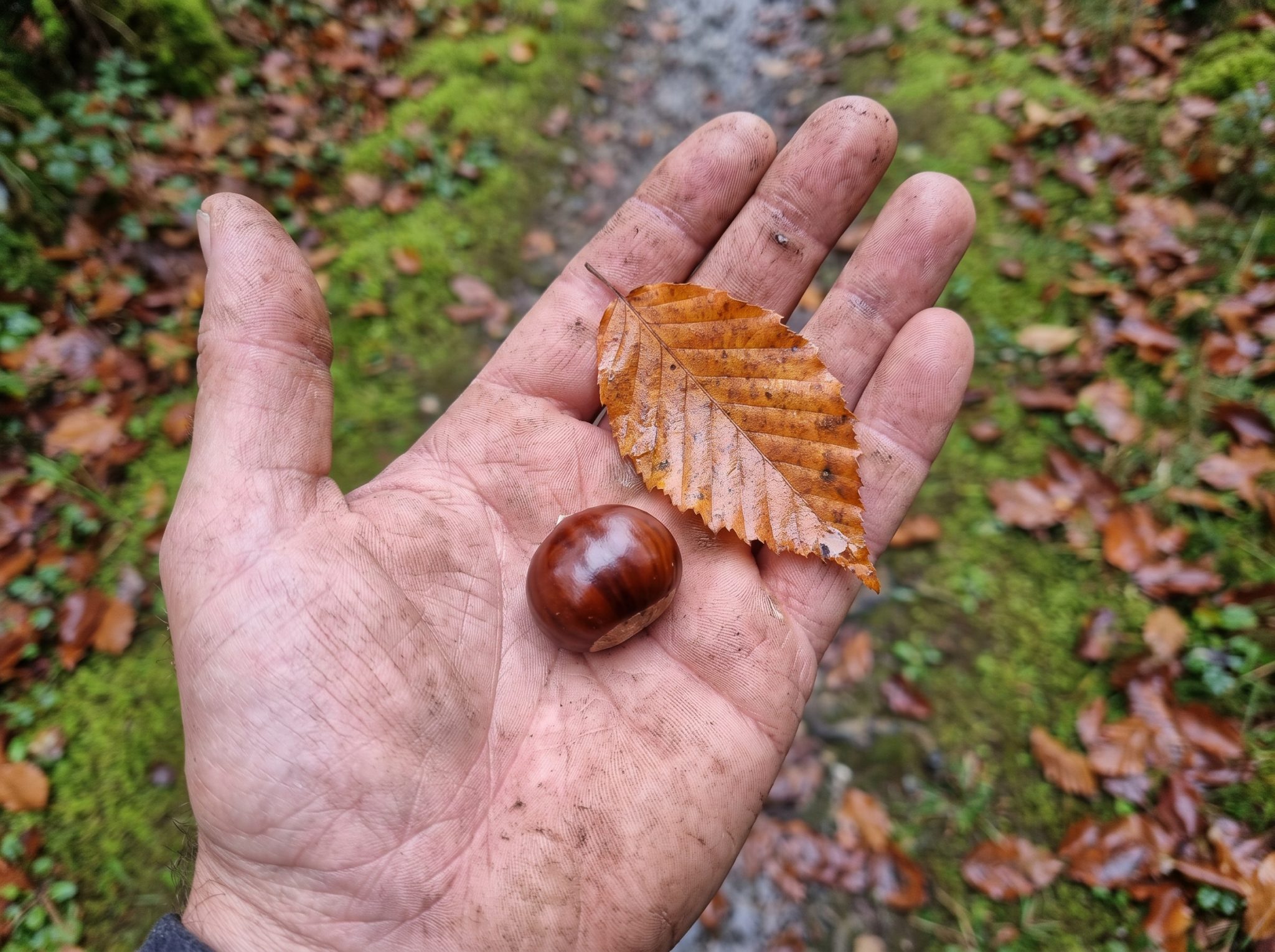 Main tenant une châtaigne et une feuille dentée au-dessus d'un sentier couvert de feuilles
