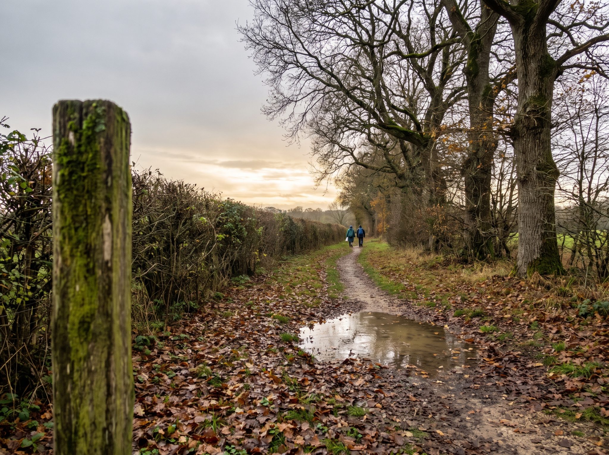 Sentier automnal bordé de haies avec deux marcheurs au loin, de dos