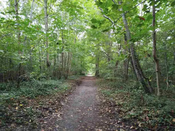 Boucle pédestre facile en forêt de St-Germain-en-Laye au départ de Maisons-Laffitte (gare)