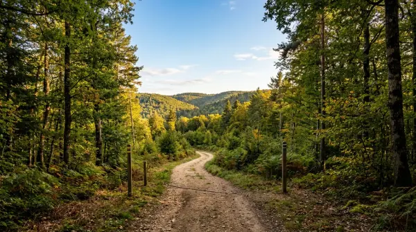 Rando célibataires — Forêt de Rothonne et Parcours Chevreuil à Belley