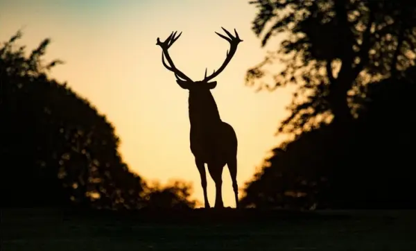 🦌Vivre le Brâme du Cerf (+picnic), Mormal, 8km