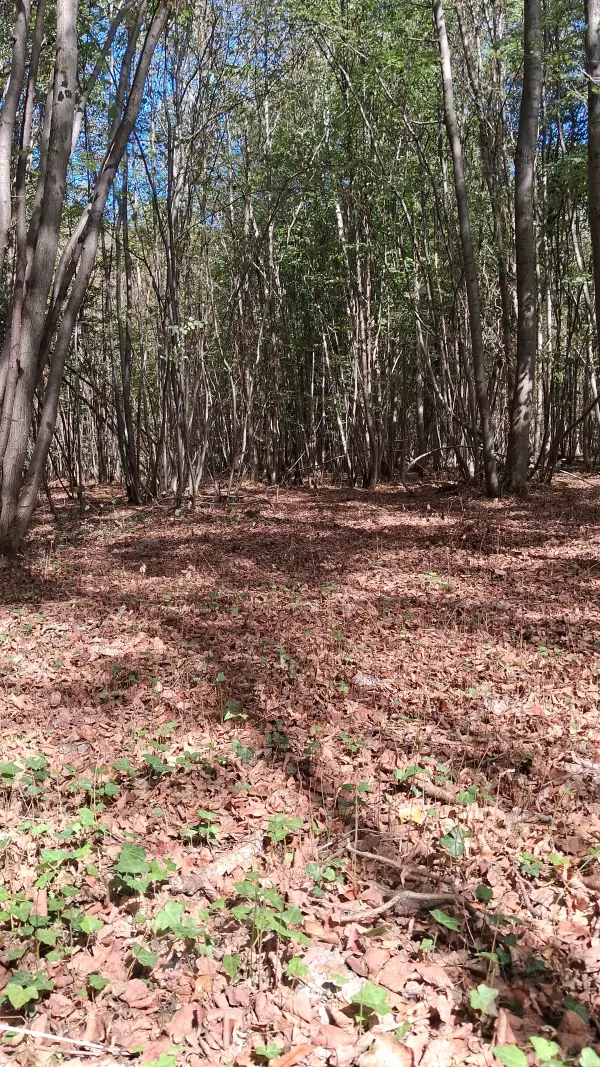 Randonnée bois de Brou-sur-chantereine