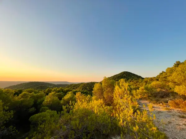 Balade dans les vignes et dégustation