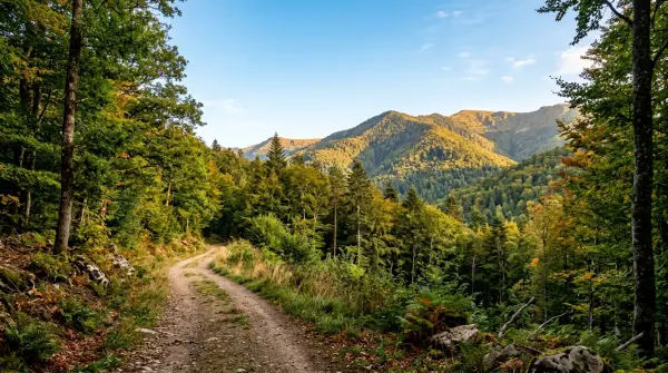 Rando célibataires — Forêt de Soulouze