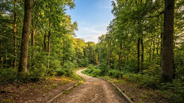 Rando célibataires — La Forêt de Soignes