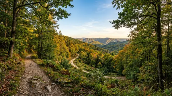 Rando célibataires — Circuit des trois fontaines dans la Forêt Domaniale de Marcaulieu