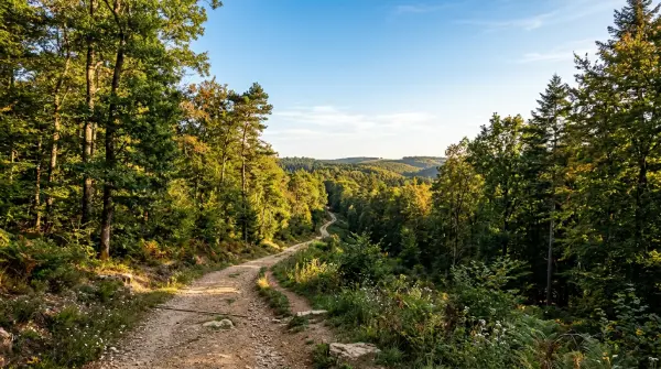 Rando célibataires — De Bois Guillaume au Houlme par la Forêt Domaniale Verte