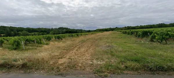 Par vignes et caves à Rochecorbon