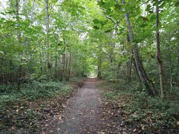 Boucle pédestre facile en forêt de Saint Germain - Départ Maisons-Laffitte