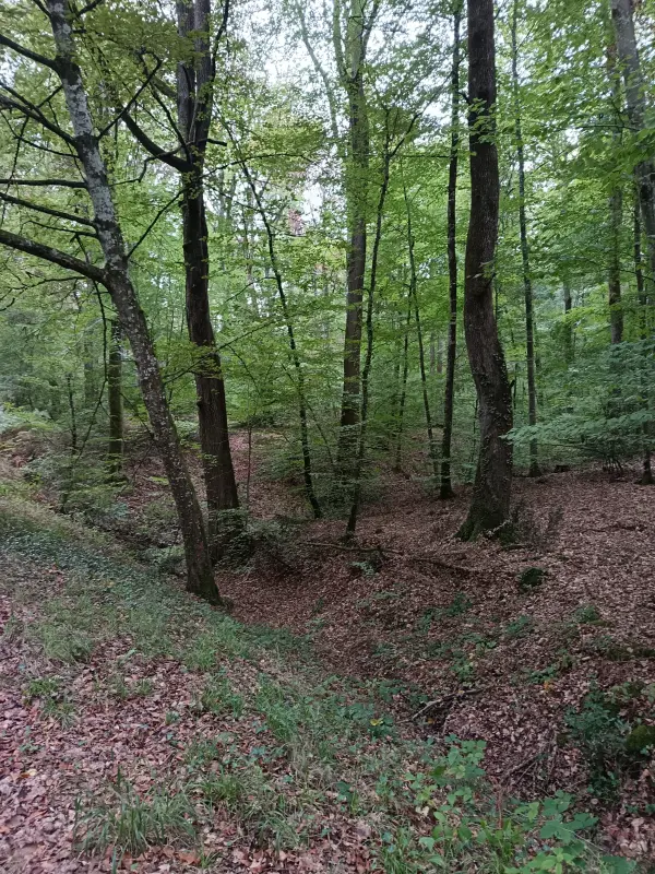 Randonnée dans les bois de Vernantes 49390