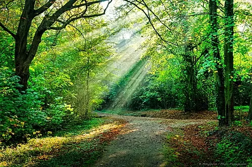 Randonnée rodelle et sa forêt